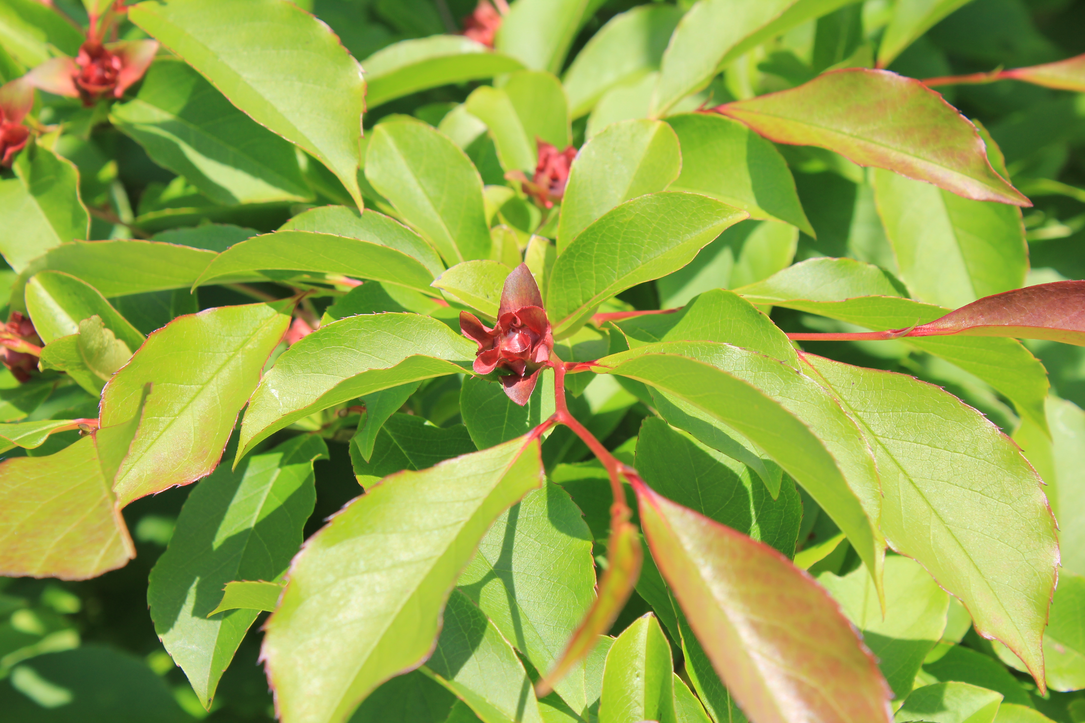 分野別詳細ページ